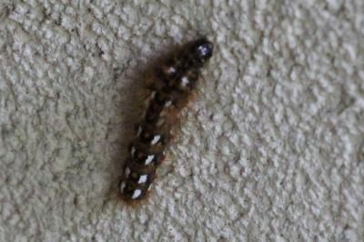 Noctuelle de la Patience 