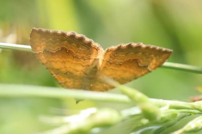 Brocatelle d'or 