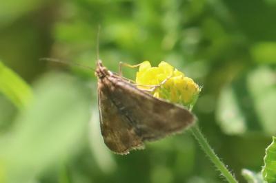 <i>Pyrausta despicata</i>