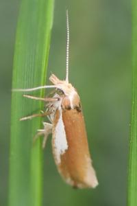 <i>Ypsolopha parenthesella</i>