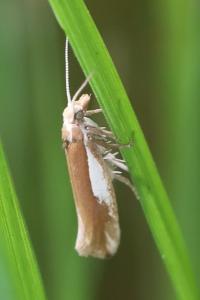 <i>Ypsolopha parenthesella</i>