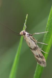 <i>Homoeosoma sinuella</i>
