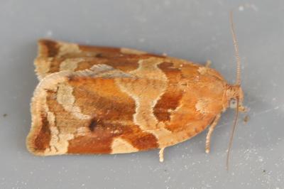 <i>Archips xylosteana</i>