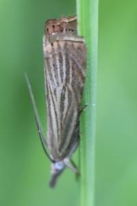 <i>Chrysoteuchia culmella</i>