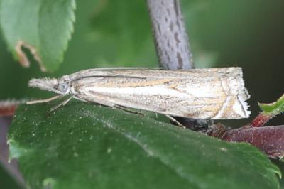 <i>Crambus lathoniellus</i>