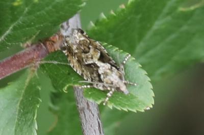 <i>Zeiraphera isertana</i>