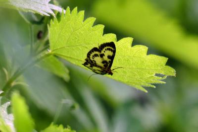<i>Anania hortulata</i>