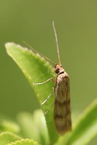 <i>Homoeosoma sinuella</i>