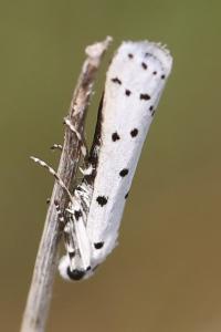 <i>Myelois circumvoluta</i>