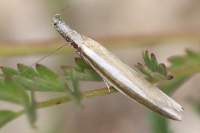 <i>Pleurota aristella</i>