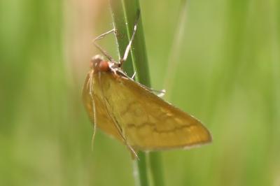 <i>Mecyna flavalis</i>