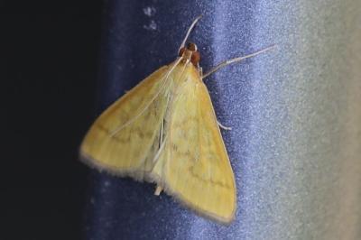<i>Mecyna flavalis</i>
