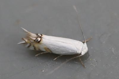 <i>Leucoptera spartifoliella</i>