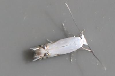 <i>Leucoptera spartifoliella</i>