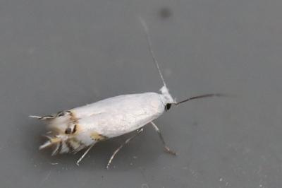<i>Leucoptera spartifoliella</i>