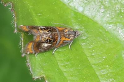 <i>Olethreutes arcuella</i>