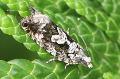 <i>Zeiraphera isertana</i>