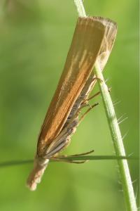<i>Pediasia luteella</i>