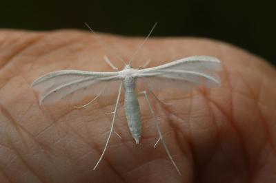 <i>Pterophorus pentadactylus</i>