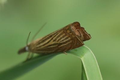 <i>Chrysoteuchia culmella</i>