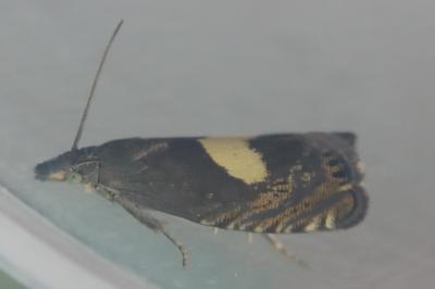 <i>Dichrorampha petiverella</i>