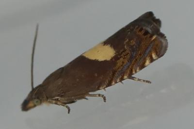 <i>Dichrorampha petiverella</i>