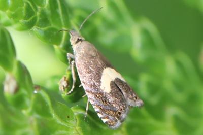 <i>Dichrorampha petiverella</i>