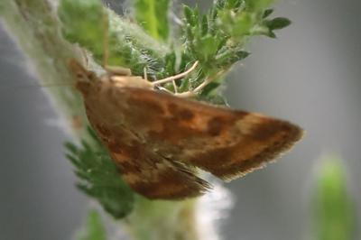 <i>Pyrausta despicata</i>