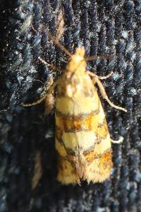 <i>Aethes tesserana</i>