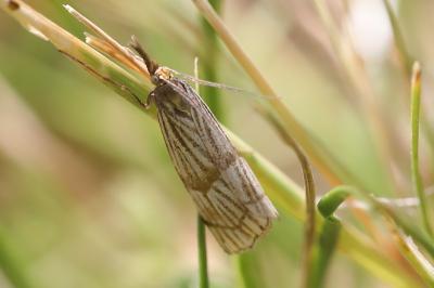 <i>Chrysocrambus linetella</i>
