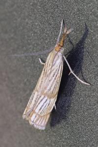 <i>Chrysocrambus linetella</i>