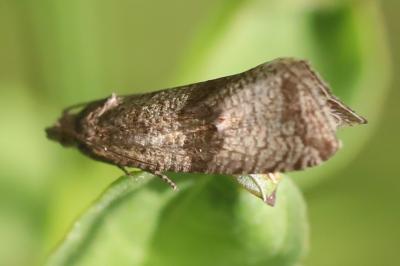 <i>Celypha striana</i>
