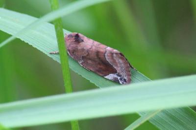 Cosmie pyraline 