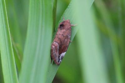 Cosmie pyraline 