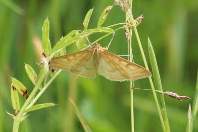 <i>Sitochroa verticalis</i>