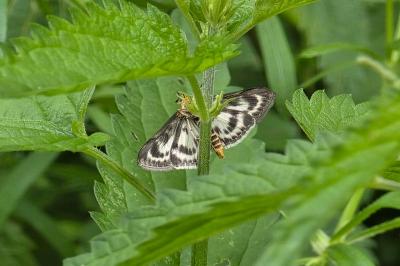 <i>Anania hortulata</i>