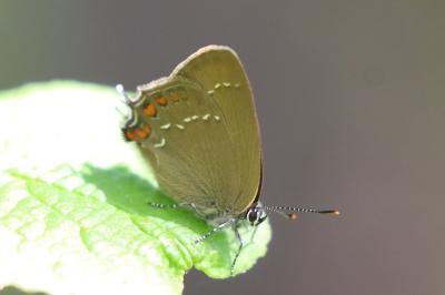 Thécla de l'Yeuse 