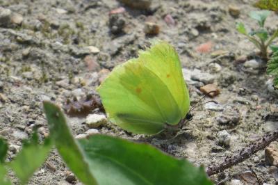 Citron 