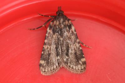 <i>Aglossa caprealis</i>
