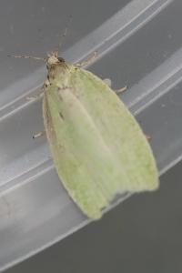 <i>Tortrix viridana</i>