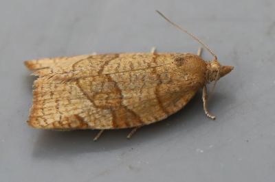 <i>Pandemis cerasana</i>