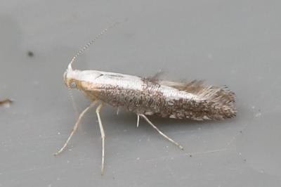<i>Argyresthia spinosella</i>