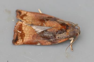 <i>Archips podana</i>