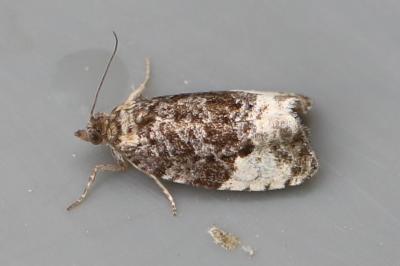 <i>Hedya pruniana</i>