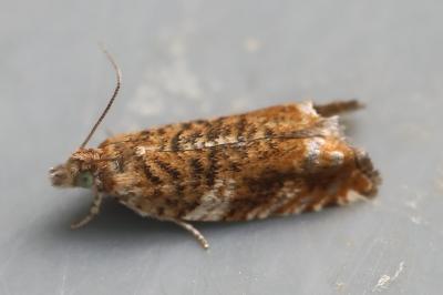 <i>Epinotia abbreviana</i>