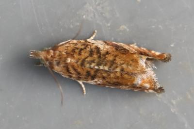 <i>Epinotia abbreviana</i>