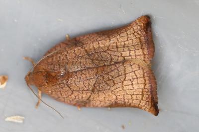 <i>Archips podana</i>