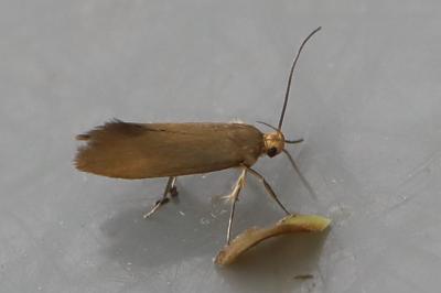 <i>Crassa unitella</i>