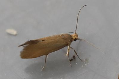 <i>Crassa unitella</i>