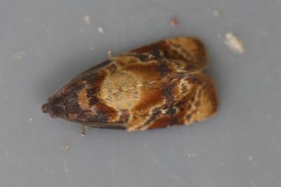 <i>Ditula angustiorana</i>